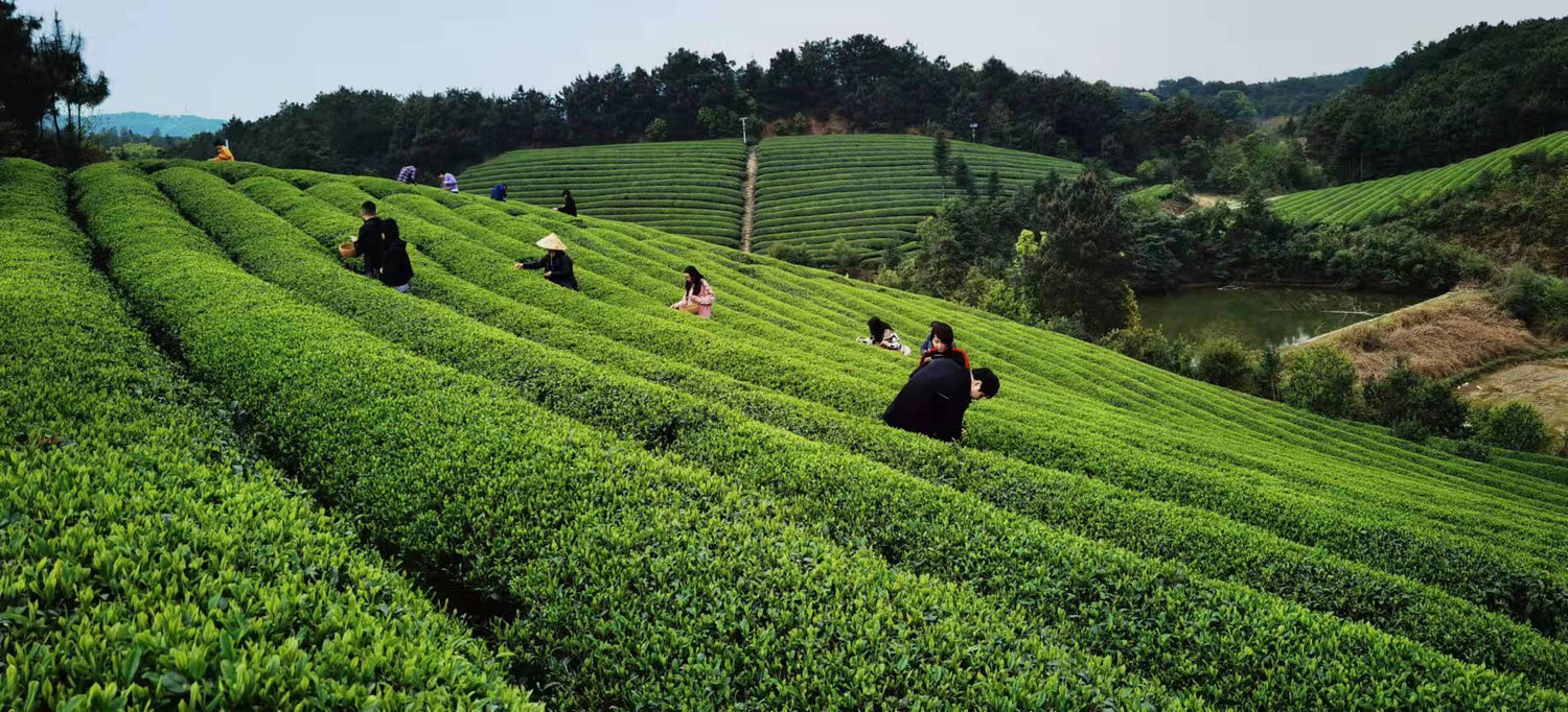 Høst af te i Kina