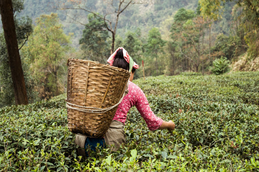 Kvinde plukker te i en te-mark